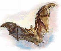 Image result for Dnd Bat Familiar