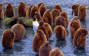 Image result for 6 Foot Tall Penguin