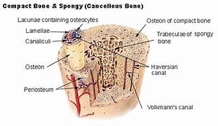 Image result for osteona