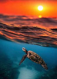 Image result for Underwater Ocean Scenery Turtle Wallpaper