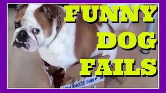 Image result for Funny Dog Fail Meme
