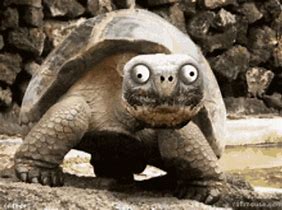 Image result for Tortoise Face Meme