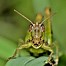 Image result for Hopper the Grasshopper