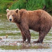 Image result for Biggest Bear On Earth