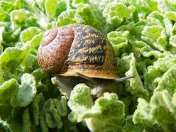 Image result for Silvercure Molluscum