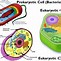 Image result for DNA vs RNA Molecule