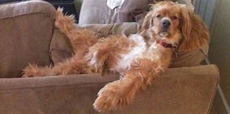 Image result for Chillin Dogs
