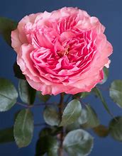 Image result for Pink Garden Roses