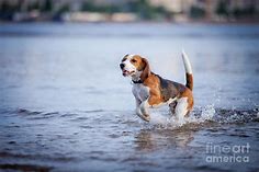 The Dog In The Water, Swim, Splash Photograph by Dezy