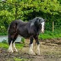 Image result for Tallest Horse Breed