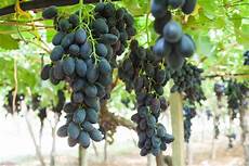 uva da tavola uva nera da tavola frudis uva da tavola uva nera da tavola frudis