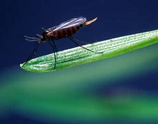 Image result for "hessian-fly"