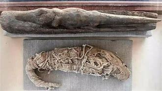 Image result for Mummified Animals Egypt