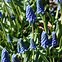 Muscari aucheri Blue Magic に対する画像結果