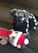 Image result for Chihuahua Pug Pomeranian Mix