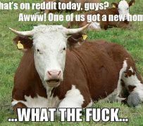 Image result for Look Cows Meme