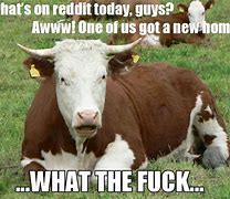 Image result for Explain Cow Meme