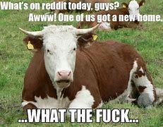 Image result for Barnyard Cow Meme