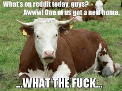 Image result for Polished Cow Meme