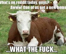 Image result for Mayhaps Meme Cow