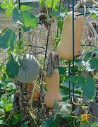 Image result for Growing Butternut Squash