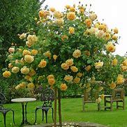 Image result for Luxury Golden Rose