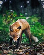Image result for Wild Animals in Forest
