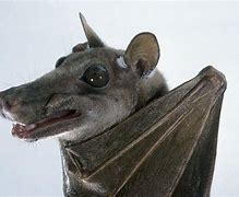 Image result for Fruit Bat Face Side View