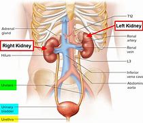 Image result for Kidney Pain Area in Body
