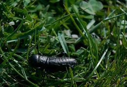 Image result for Fall Field Cricket