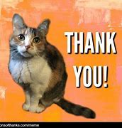 Image result for Thank You Meme with Cats