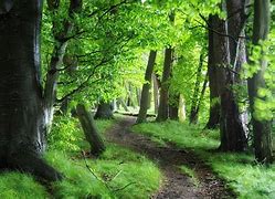 Image result for Wooded Forest Wallpaper