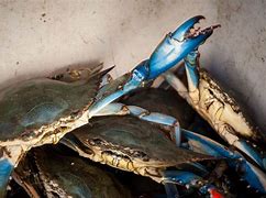 Image result for Chesapeake Bay Crabs
