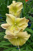 Image result for Hemerocallis Tequila and Lime