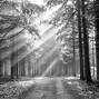 Image result for Rainy Forest Black and White