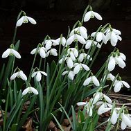 Image result for Galanthus Chantry Cracker
