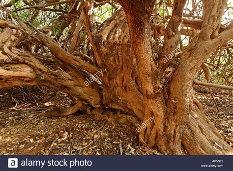 Image result for Comparison Matrix Examples
