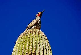 Image result for Saguaro Cactus Animals