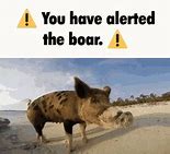Image result for Hog Exploding Head Meme