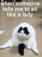 Image result for Funny Bad Cat Memes