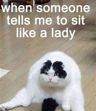 Image result for Funny Memes That Will Make You Laugh Cats