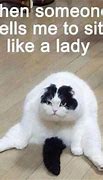 Image result for Cat Funny Haha Meme