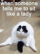 Image result for Funniest Cat Pictures in the World
