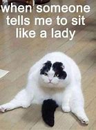 Image result for Hilarious Cat Memes Clean