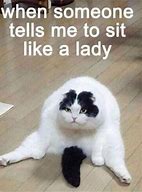 Image result for Cute Cat Memes Clean Funny