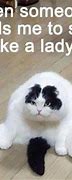 Image result for Kitten Memes Clean