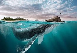 Image result for Underwater HD