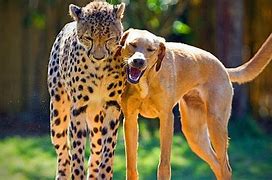 Image result for Funny Best Friend Animals