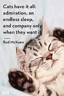Image result for Quotes About Kittens