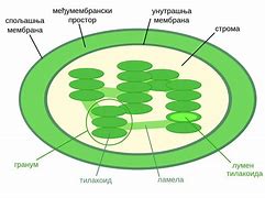 Image result for chloroplasty